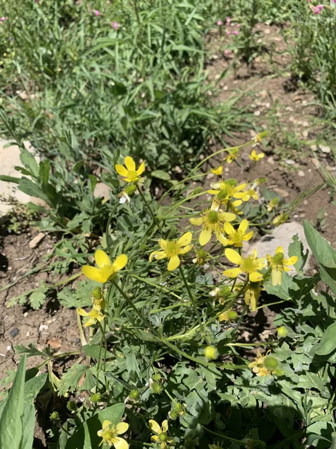 Ranunculus oxyspermus