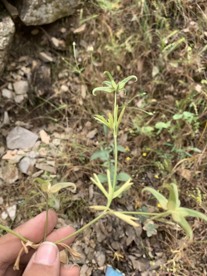 Ranunculus pinardii