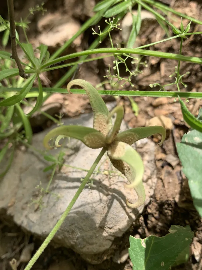 Ranunculus pinardii
