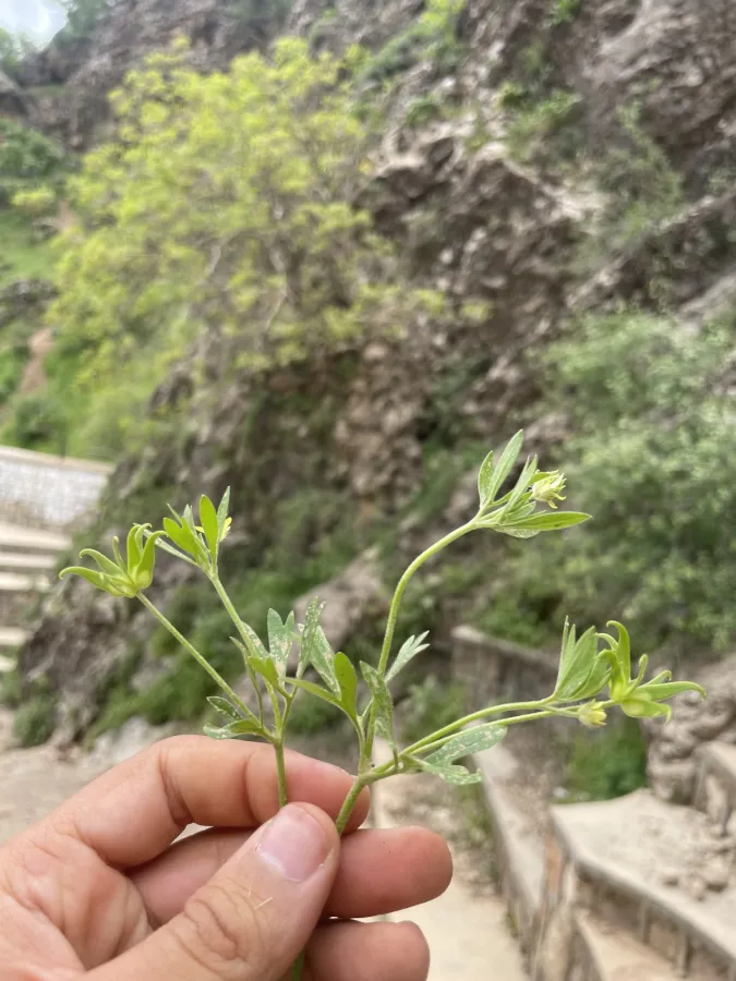 Ranunculus pinardii