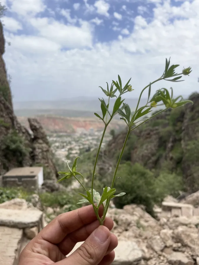 Ranunculus pinardii