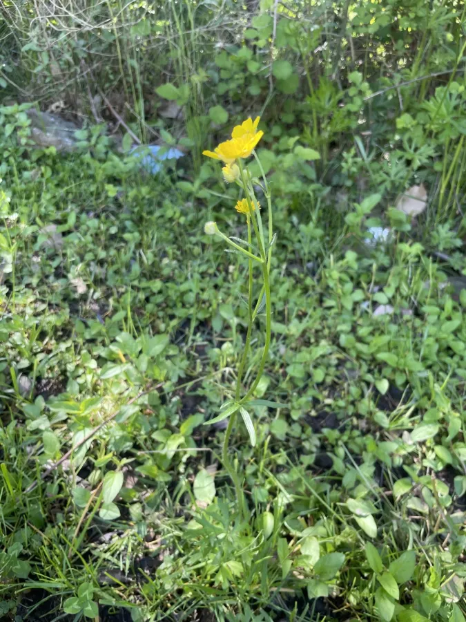 Ranunculus polyanthemos