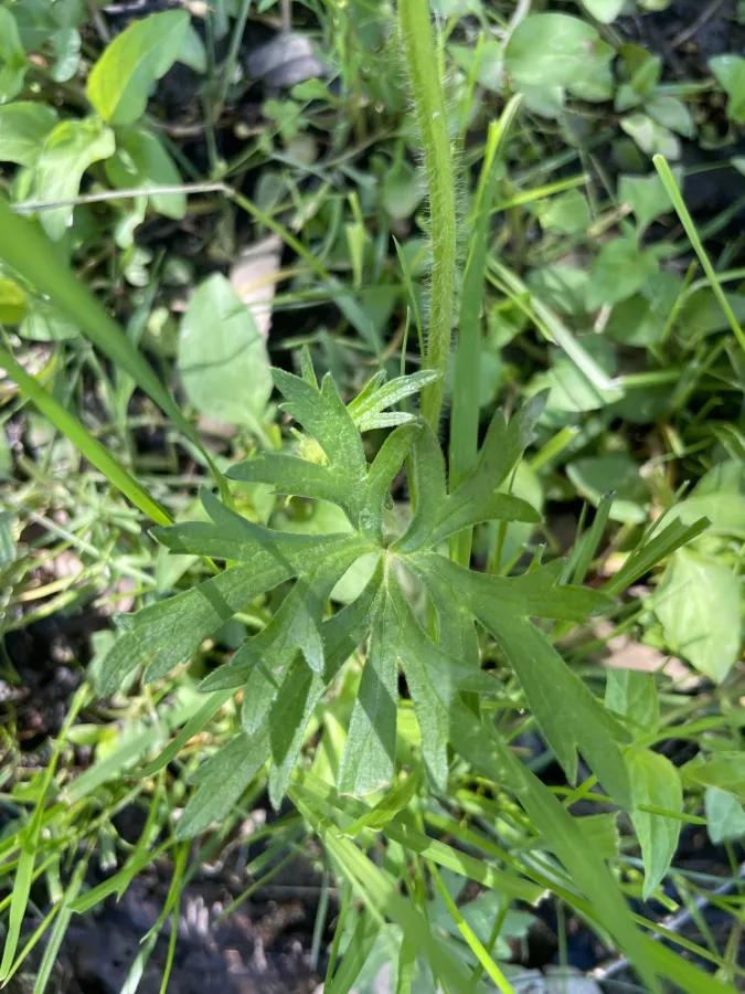Ranunculus polyanthemos