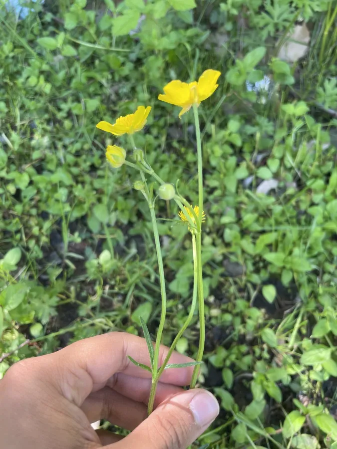 Ranunculus polyanthemos