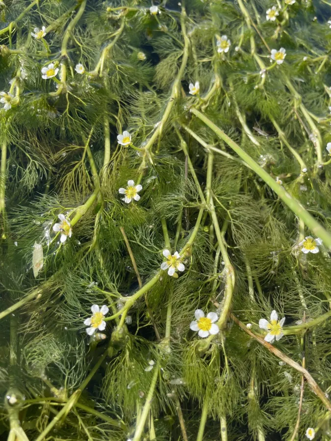 Ranunculus rionii