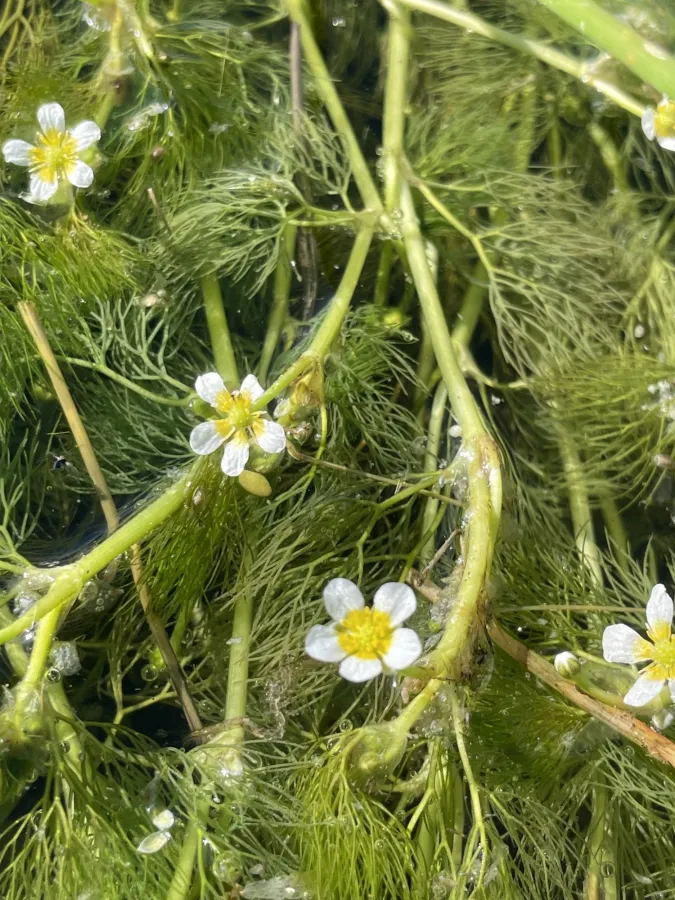 Ranunculus rionii