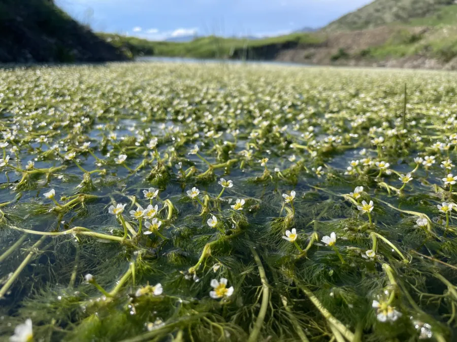 Ranunculus rionii