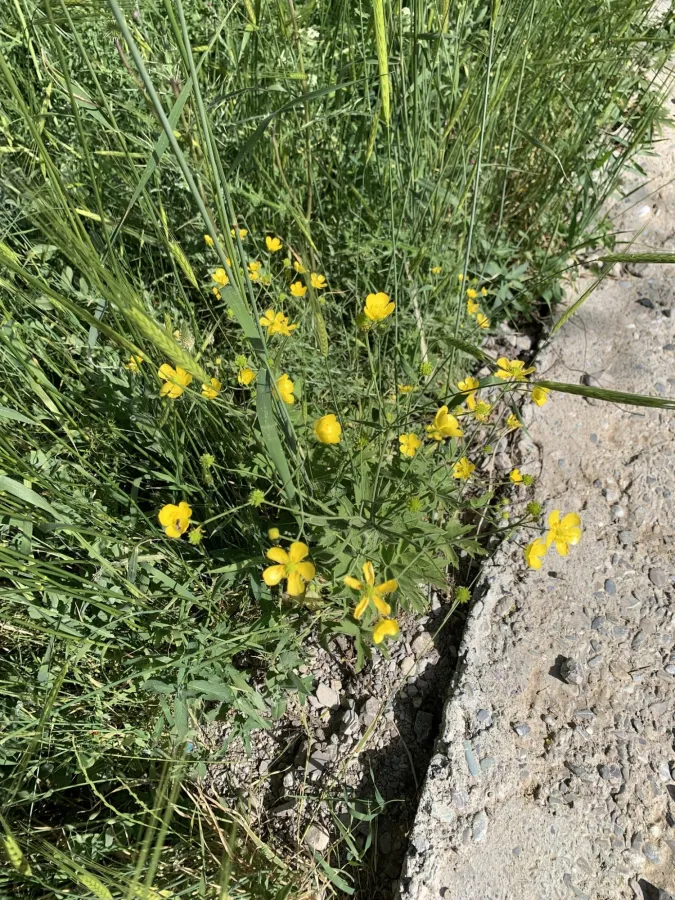 Ranunculus sericeus
