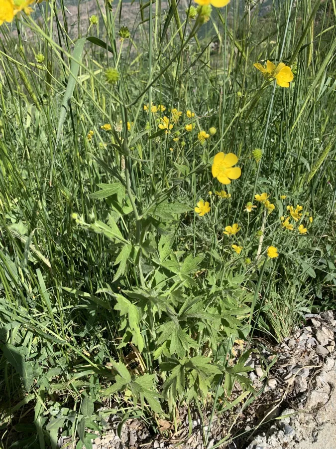 Ranunculus sericeus