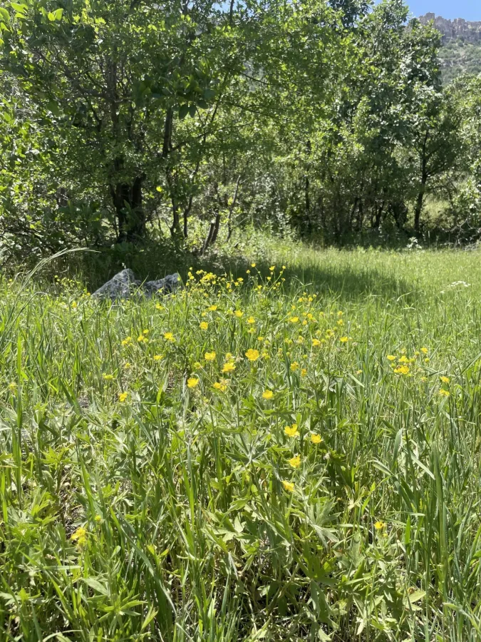 Ranunculus sericeus