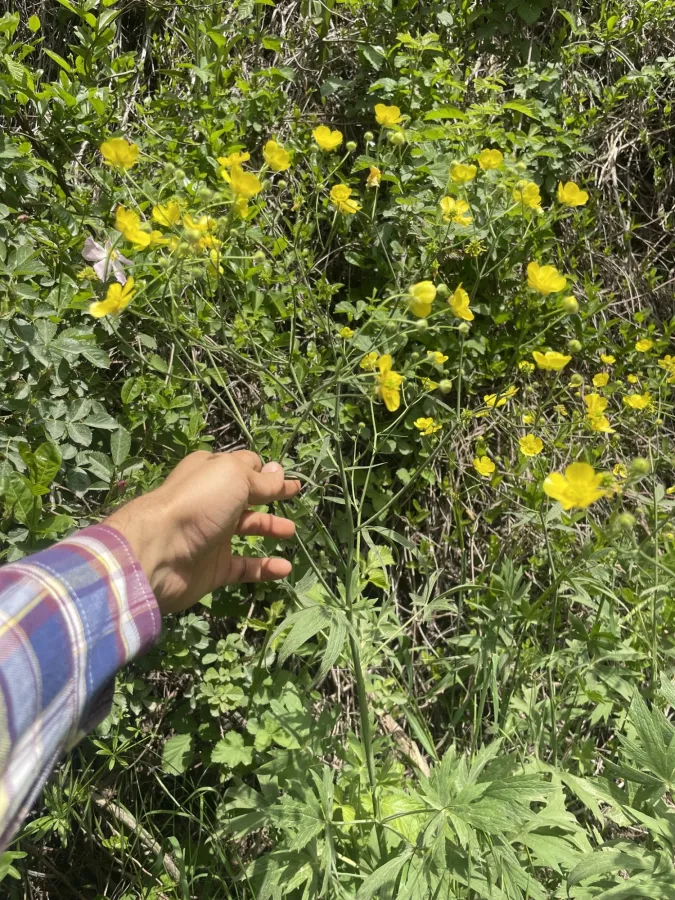 Ranunculus sericeus