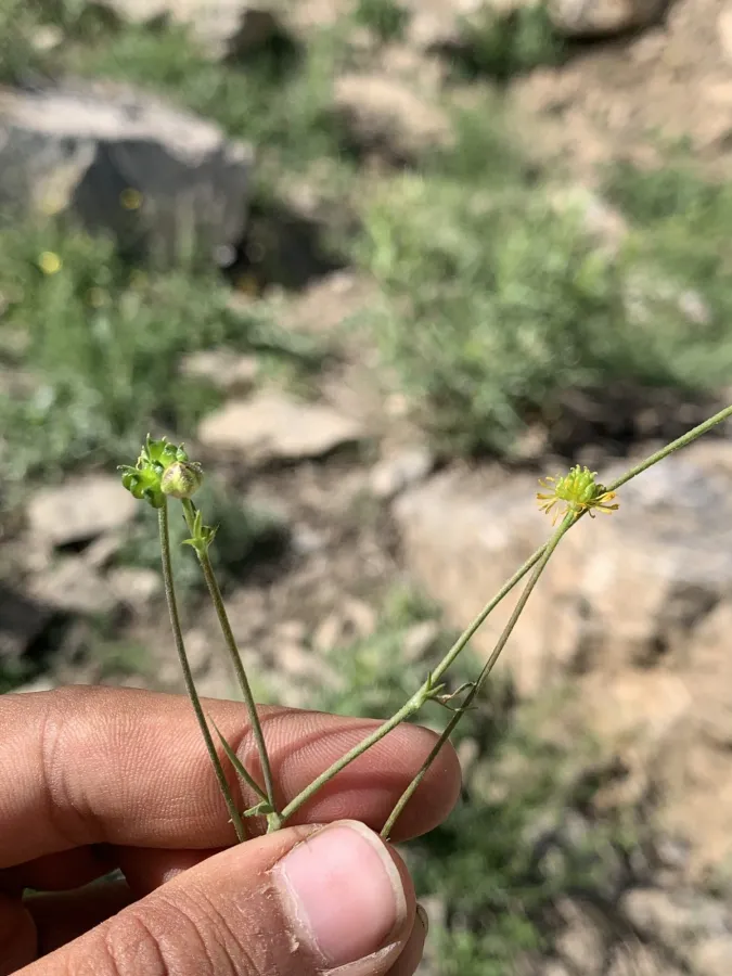 Ranunculus trichocarpus