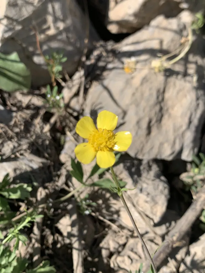 Ranunculus trichocarpus