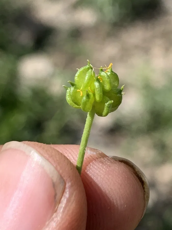 Ranunculus trichocarpus
