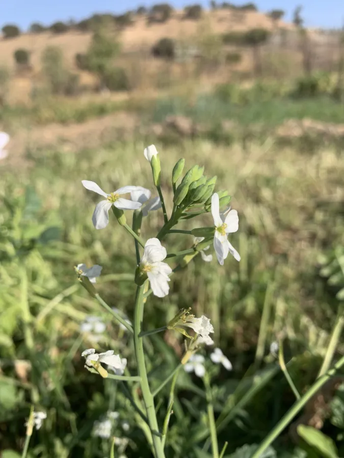 Raphanus raphanistrum