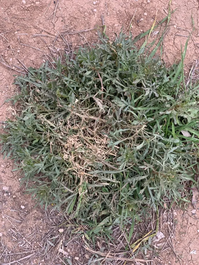 Reseda lutea