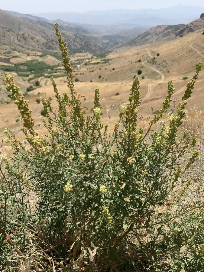 Reseda lutea