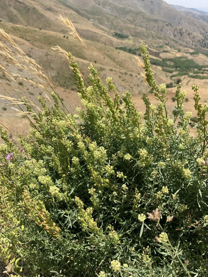 Reseda lutea