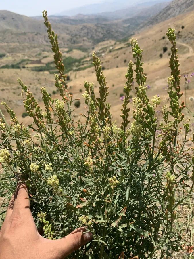 Reseda lutea