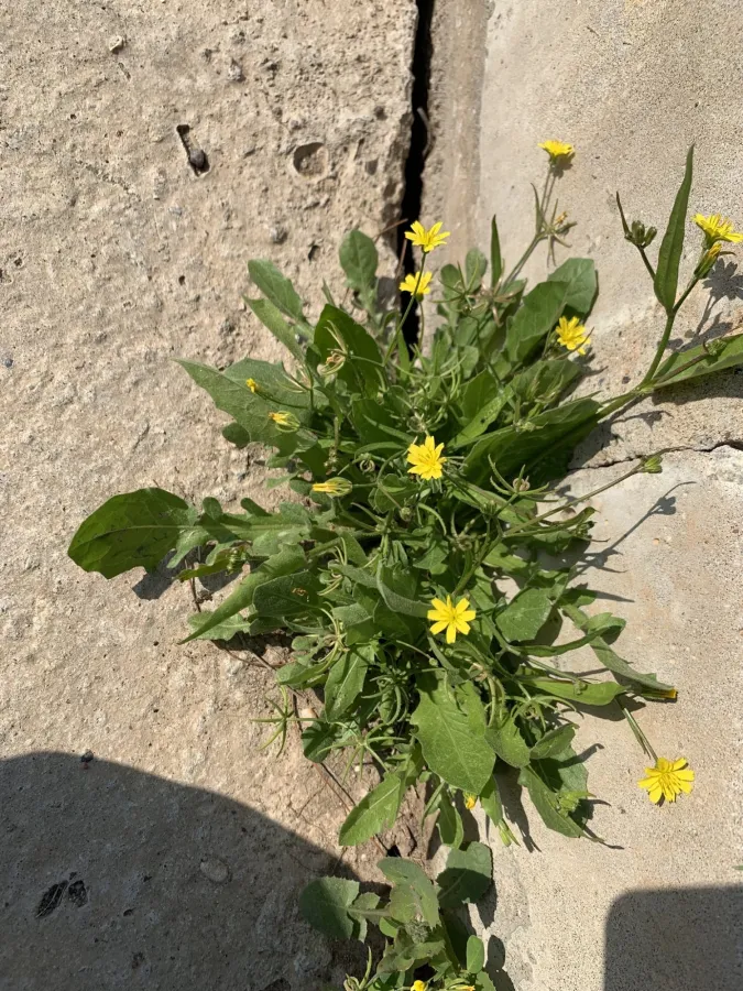 Rhagadiolus edulis