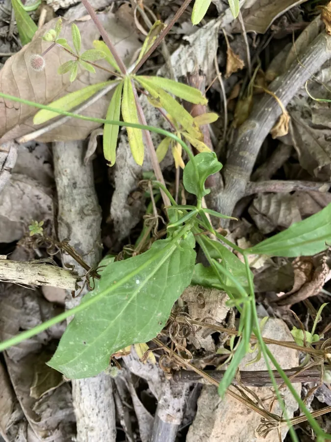 Rhagadiolus edulis