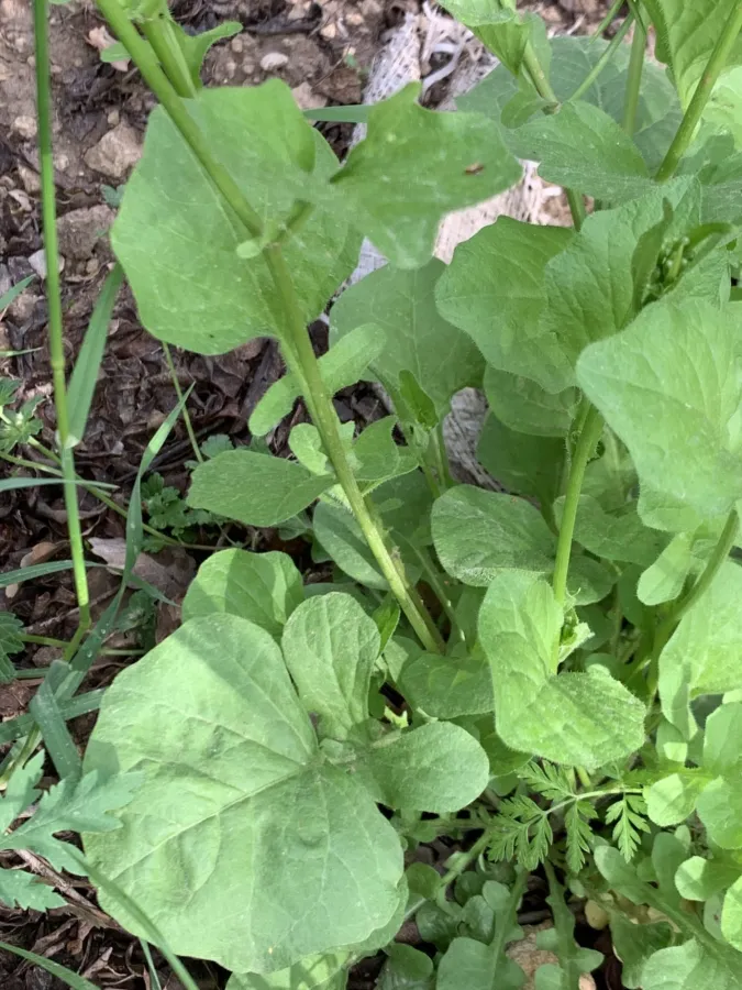Rhagadiolus edulis