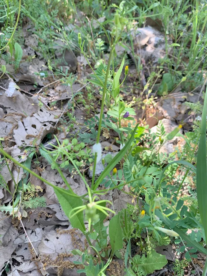 Rhagadiolus stellatus