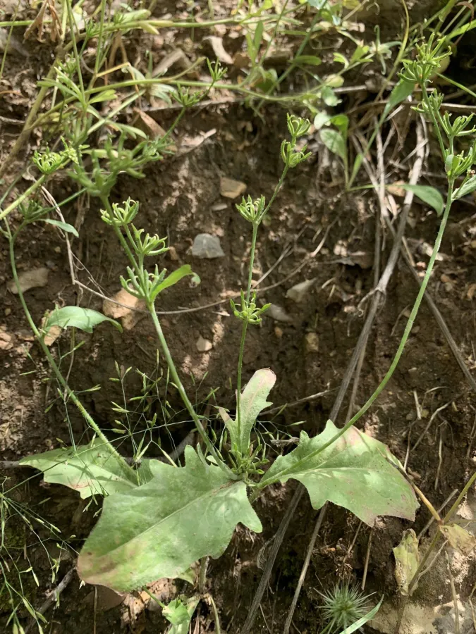 Rhagadiolus stellatus