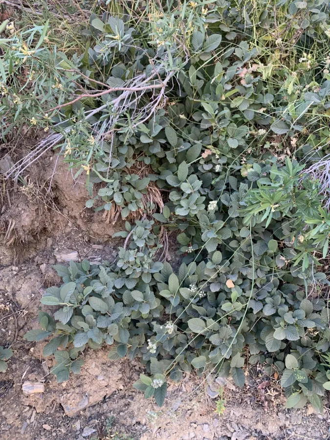 Rhamnus cornifolia