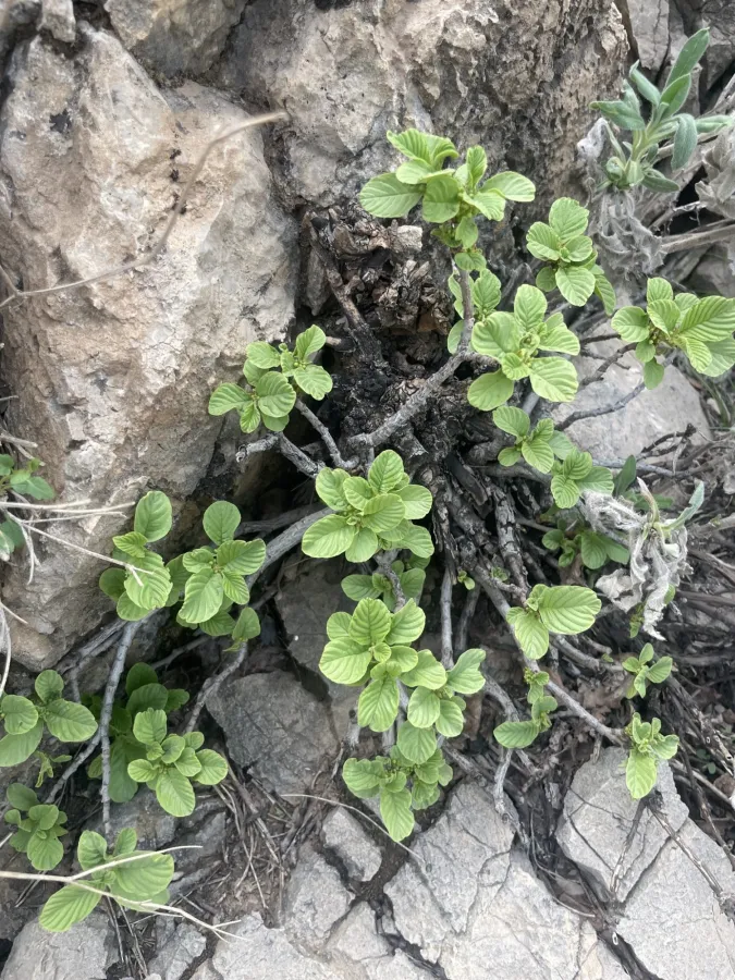 Rhamnus cornifolia
