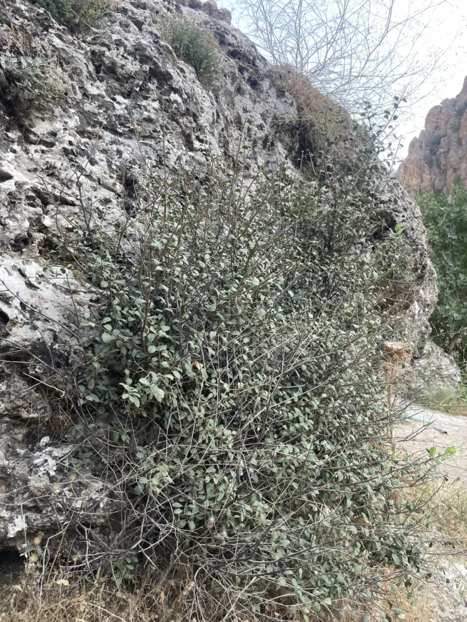 Rhamnus kurdica