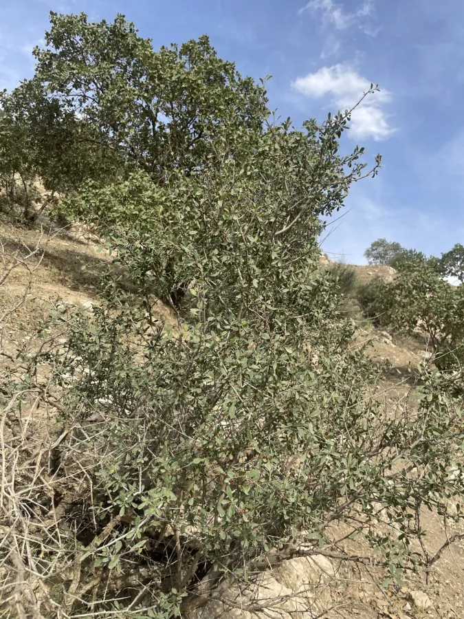 Rhamnus kurdica