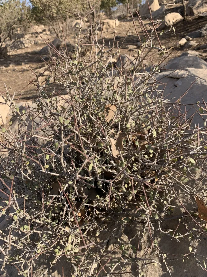 Rhamnus kurdica