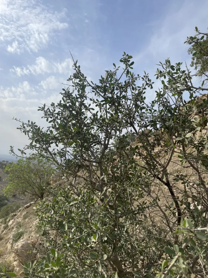 Rhamnus kurdica