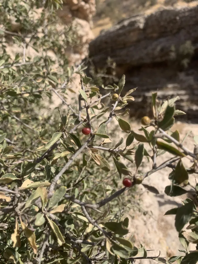 Rhamnus persica