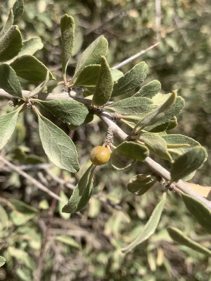 Rhamnus persica