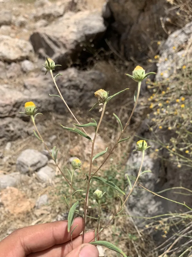 Rhanteriopsis puberula