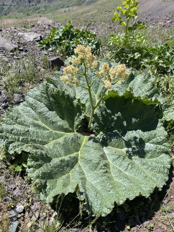 Rheum ribes