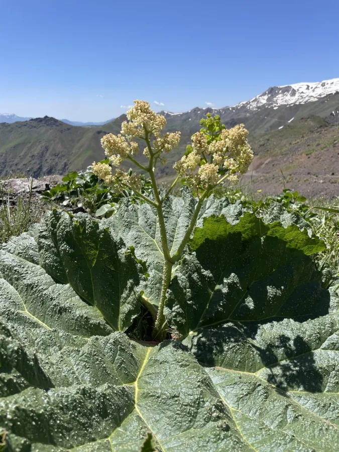 Rheum ribes