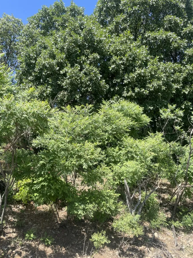 Rhus coriaria