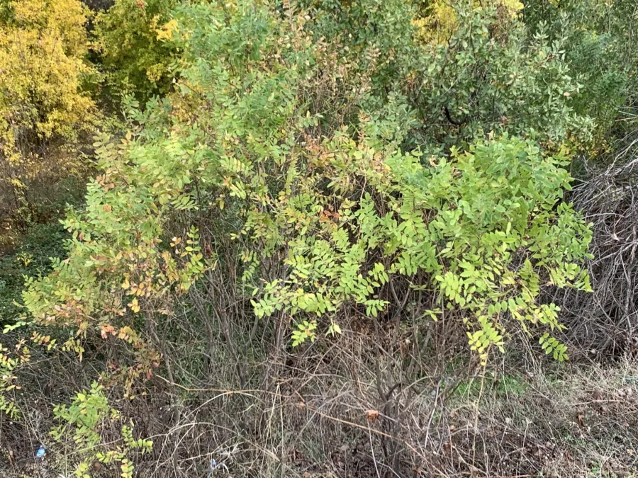 Rhus coriaria