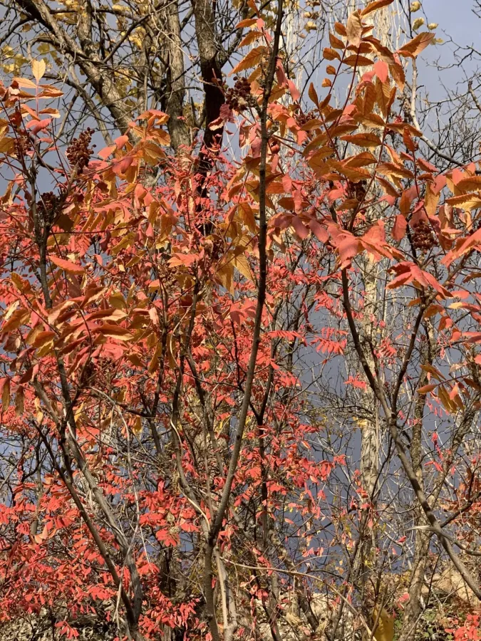 Rhus coriaria