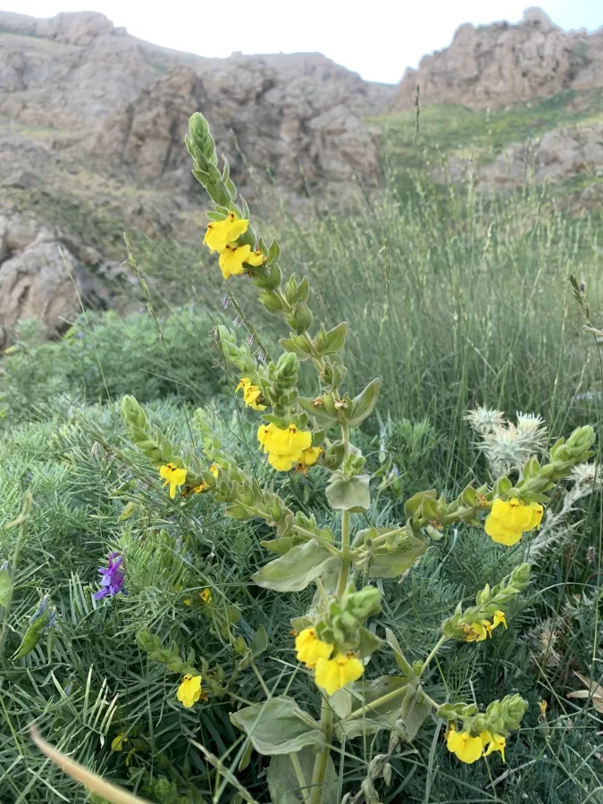 Rhynchocorys odontophylla