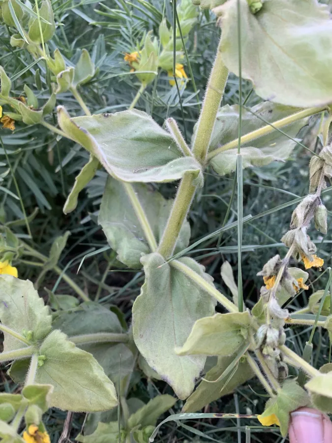 Rhynchocorys odontophylla