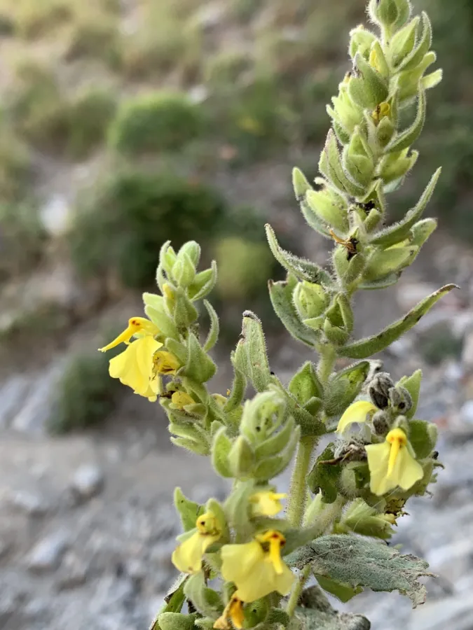 Rhynchocorys odontophylla
