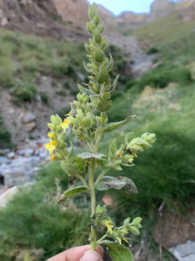 Rhynchocorys odontophylla