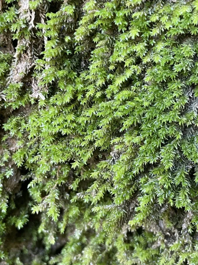 Rhynchostegium confertum