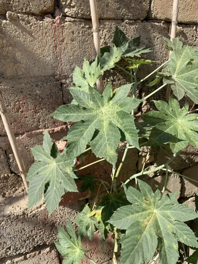 Ricinus communis