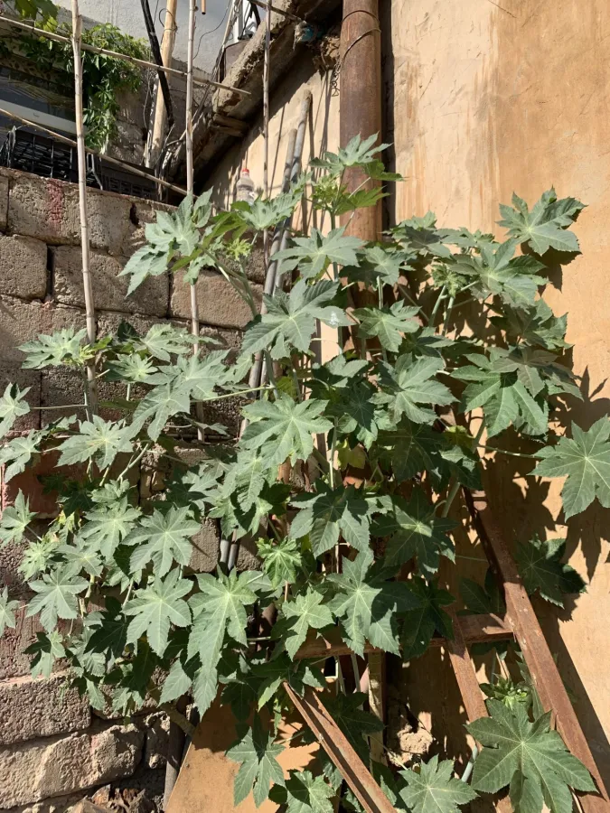 Ricinus communis