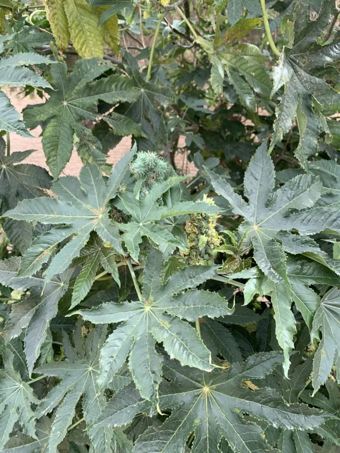 Ricinus communis